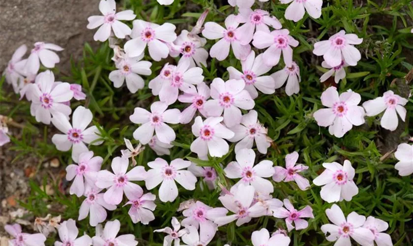 Phlox douglasii, rosa