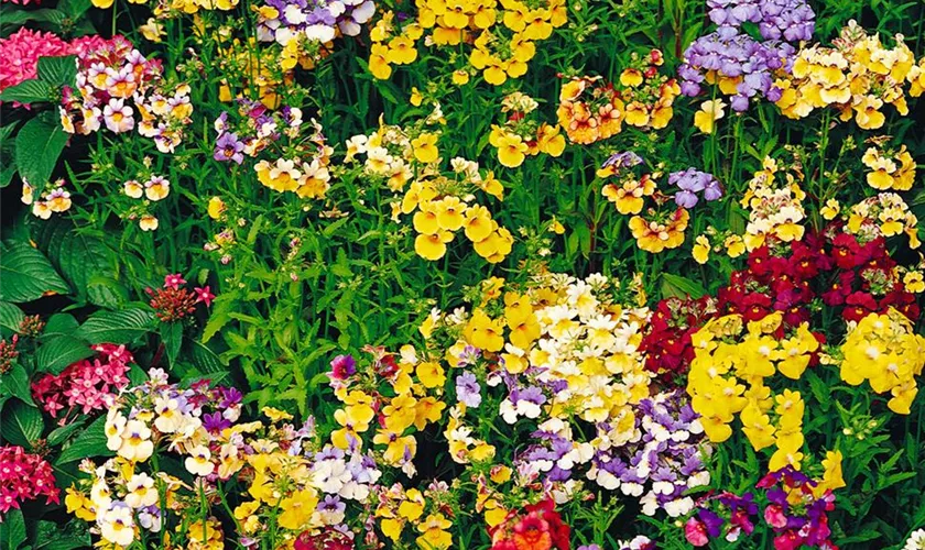 Nemesia strumosa 'Karneval'