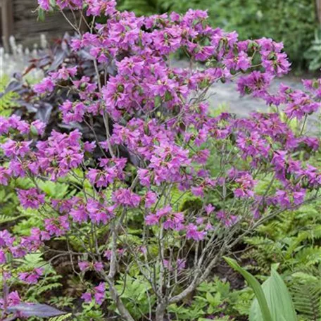 Rhododendron dauricum