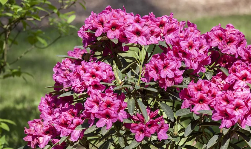 Rhododendron