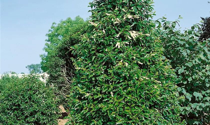 Prunus lusitanica, Pyramide