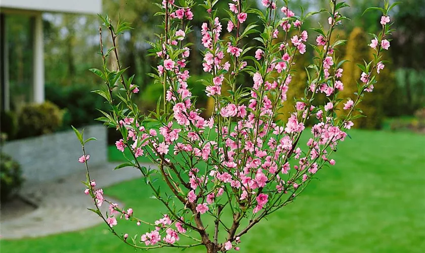 Prunus persica, Stamm