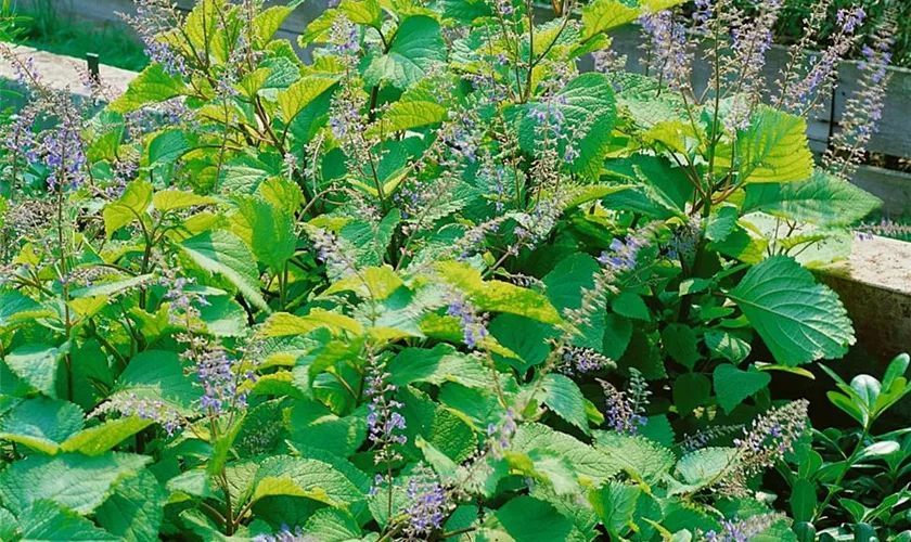 Plectranthus fruticosus