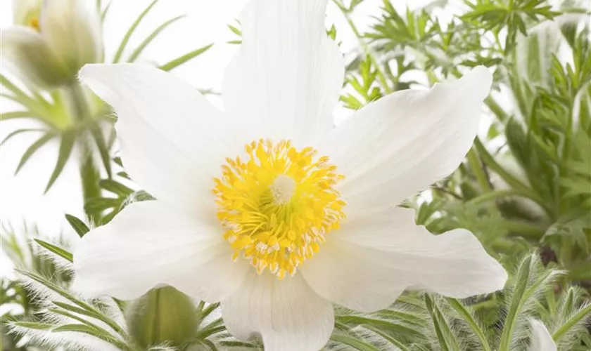 Pulsatilla vulgaris, weiß