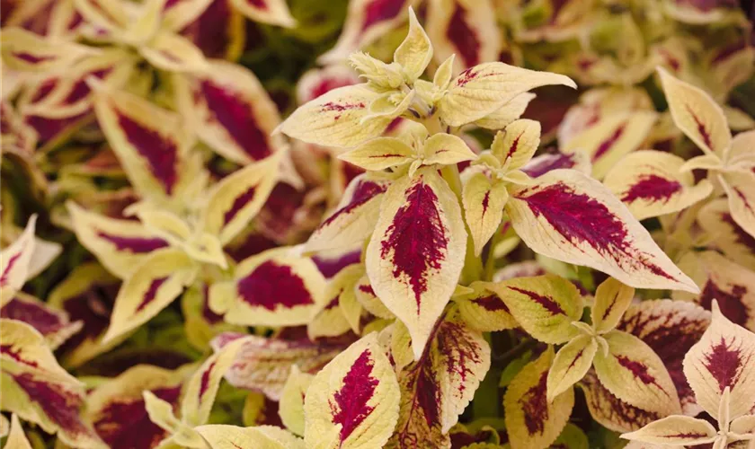 Plectranthus scutellarioides 'Premium Sun Coleus Crimson Gold'