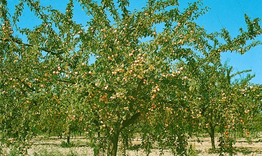 Prunus domestica subsp. italica, Stamm