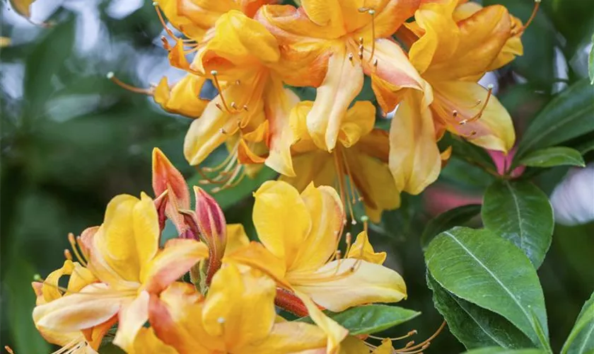 Rhododendron Knap-Hill