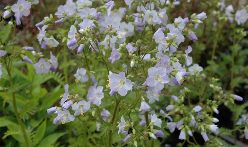 Polemonium caeruleum, hellblau