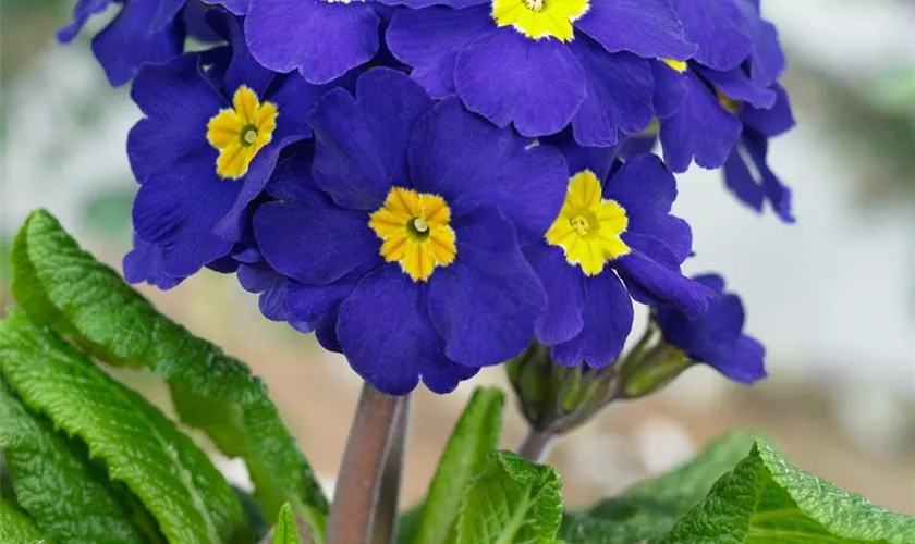 Primula elatior, blau