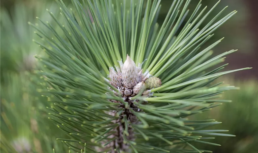 Pinus thunbergii