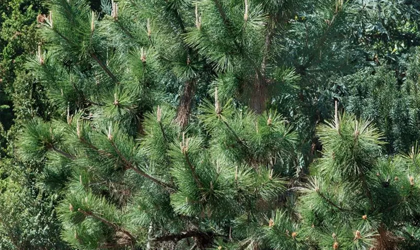 Pinus thunbergii 'Sayonara'