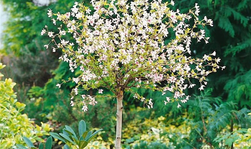 Prunus incisa 'Yamadai', Stamm