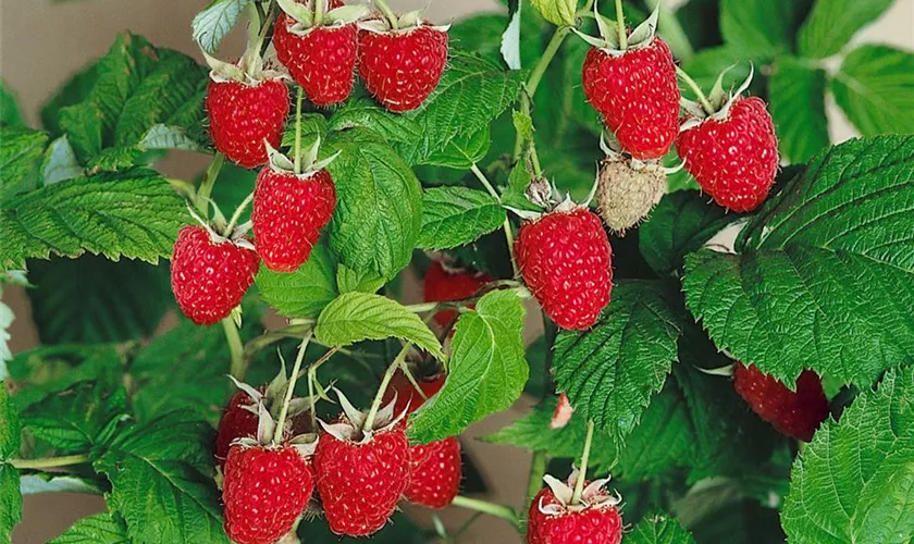 Rubus idaeus 'Enrosadira'®