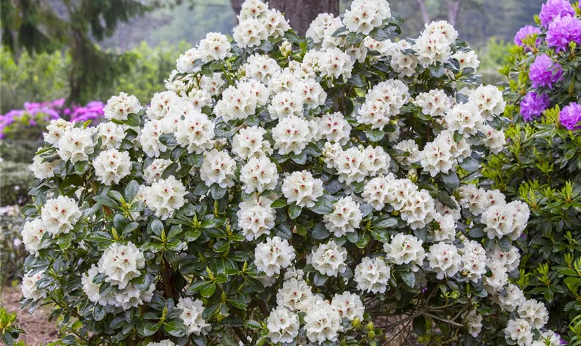 Yakushima-Rhododendron