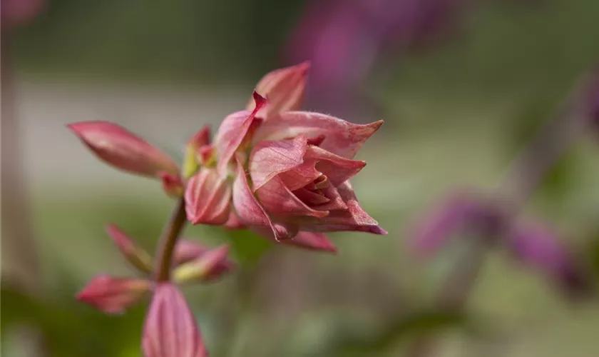 Salvia 'Embers Wish'