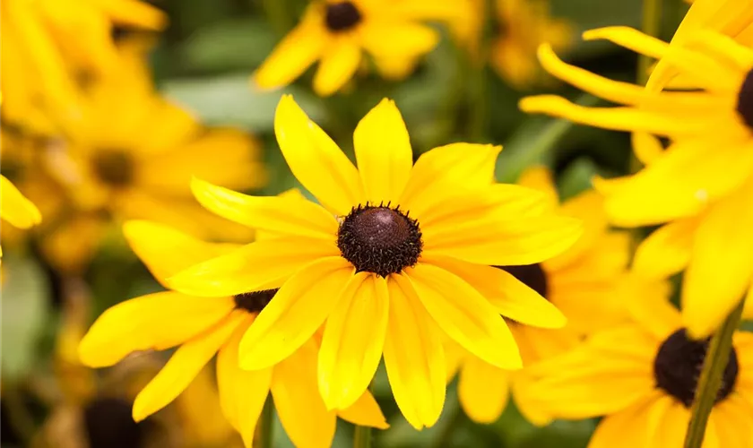 Rudbeckia hirta 'Sunbeckia'