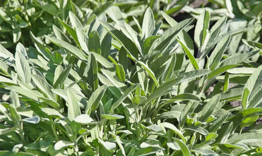 Salvia officinalis, Stamm