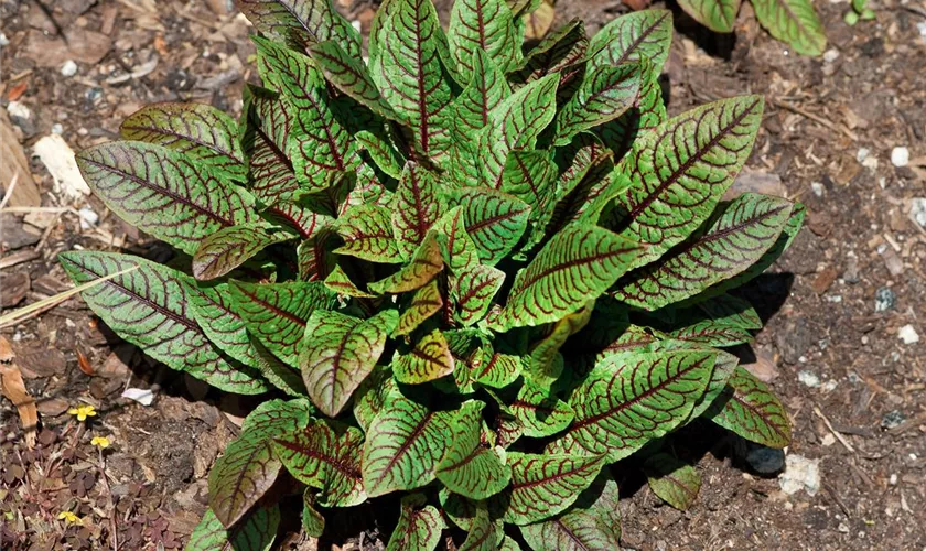 Rumex acetosella 'Red Stripe'