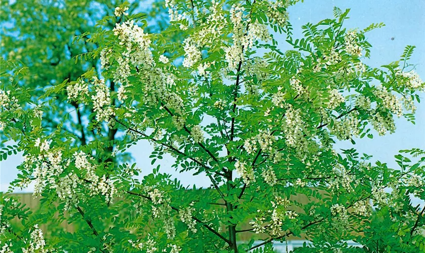 Robinia pseudoacacia 'Unifoliola'