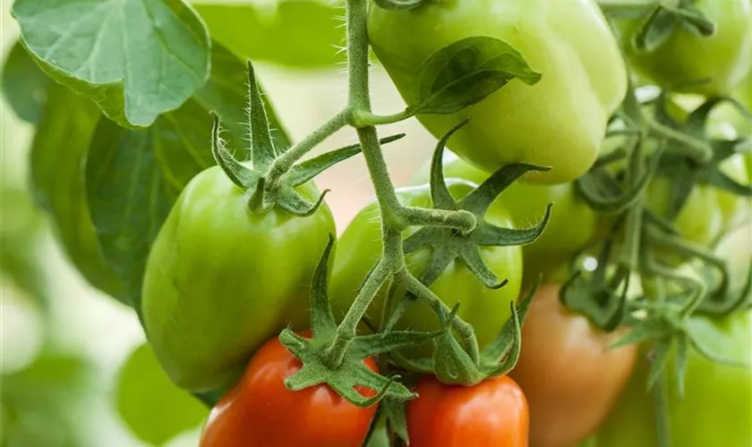 Solanum lycopersicum 'Paprikatomate'