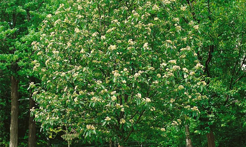 Sorbus thuringiaca