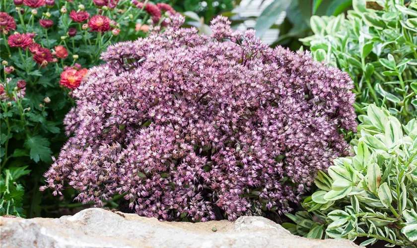 Sedum cauticola 'Rocky'