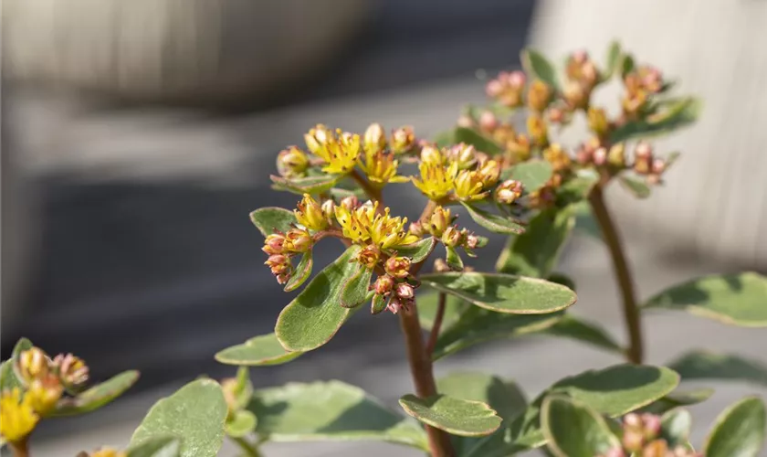 Sedum kamtschaticum 'Variegatum'