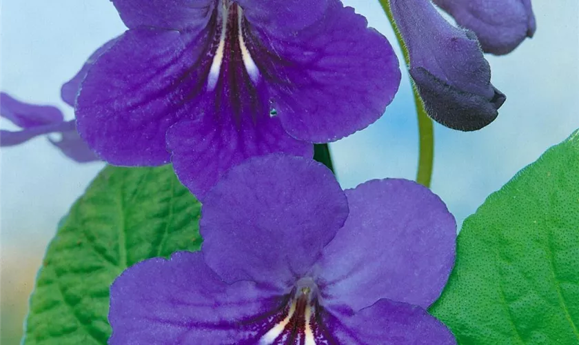 Streptocarpus Marleen