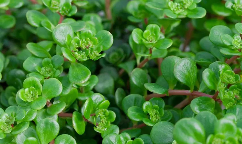 Sedum makinoi 'Tundra Tornado'