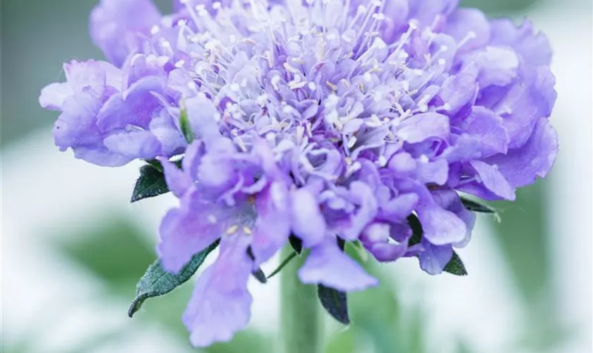 Scabiosa caucasica, blau