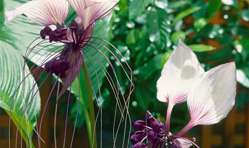 Tacca integrifolia