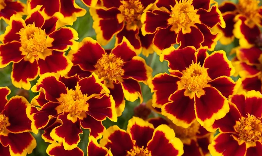 Tagetes