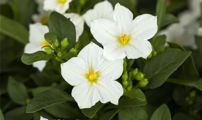 Solanum rantonnetii, Stamm, weiß