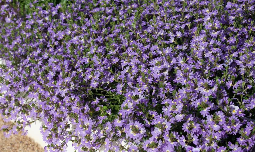 Scaevola 'Little Wonder'(s)