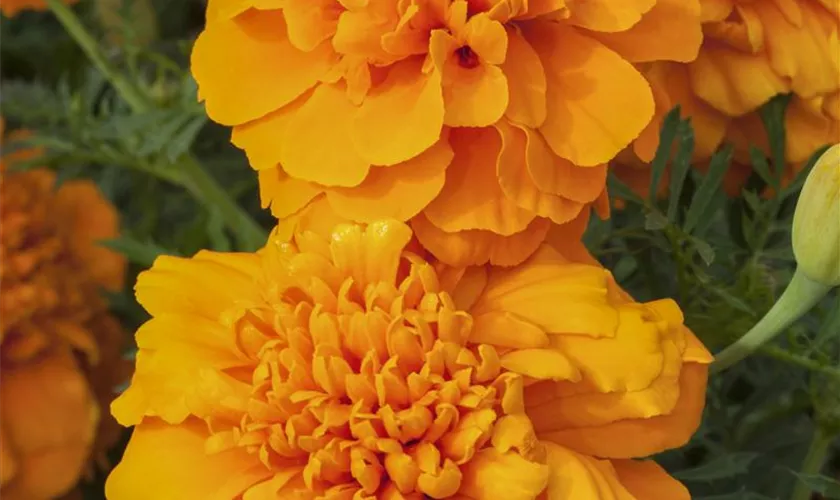 Tagetes patula, orange