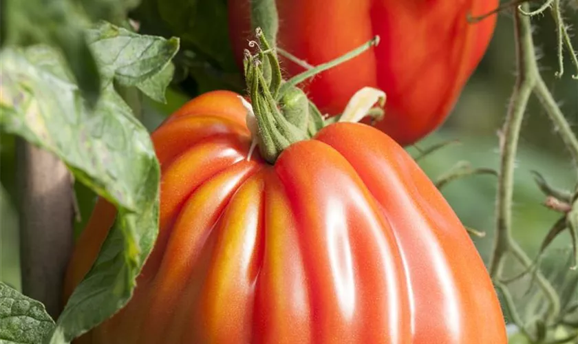 Solanum lycopersicum 'Liguria'