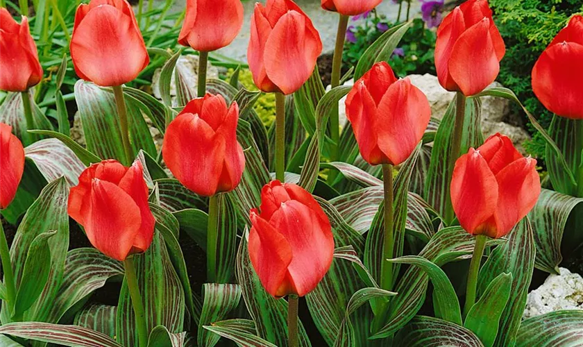 Tulipa greigii, rot