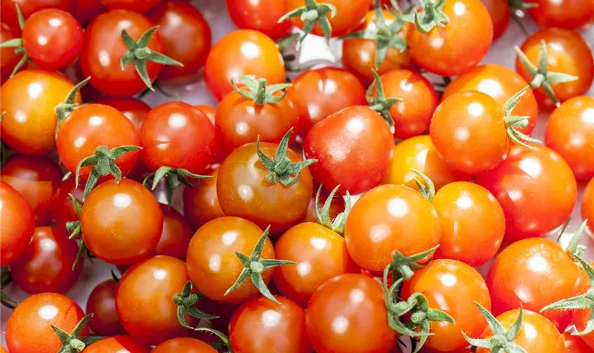 Solanum lycopersicum 'Buschtomate'