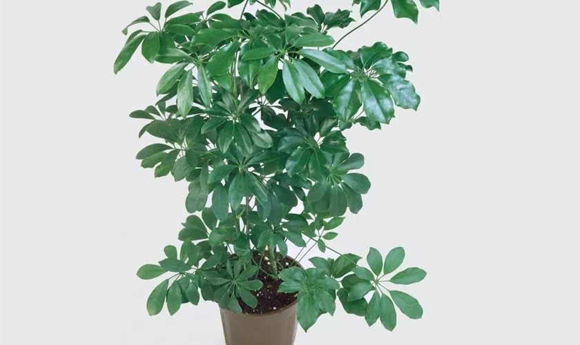 Schefflera veitchii