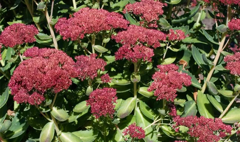 Sedum telephium, rot