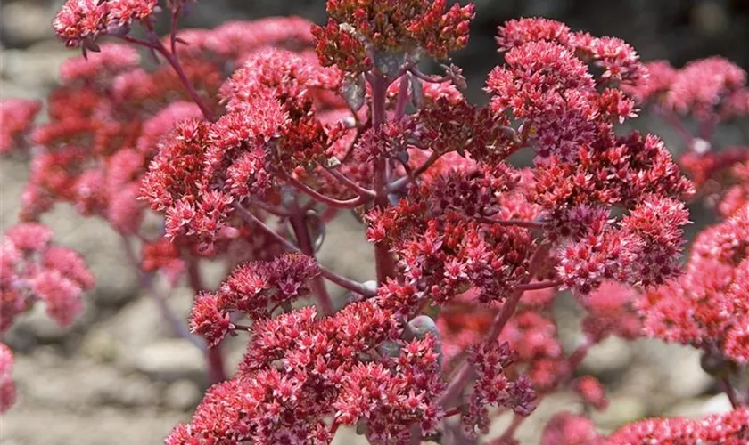 Sedum telephium 'Garnet Brocade'(s)