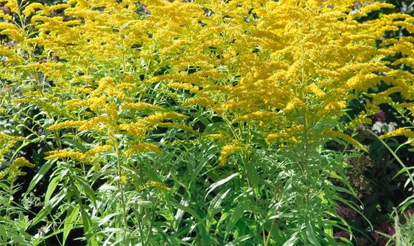 Solidago, hellgelb