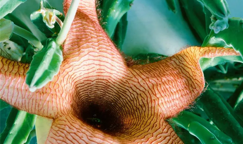 Stapelia desmetiana