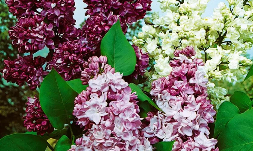 Syringa 'Kircher Collection'®