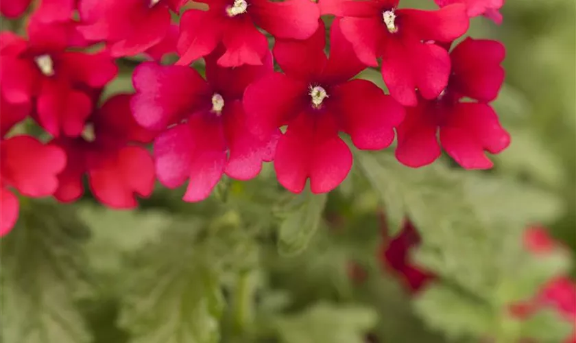 Verbena 'Estrella™ Merlot'