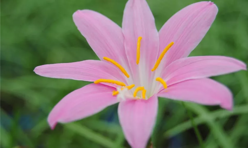 Zephyranthes candida, rosa