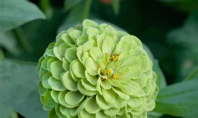 Zinnia elegans 'Limette'