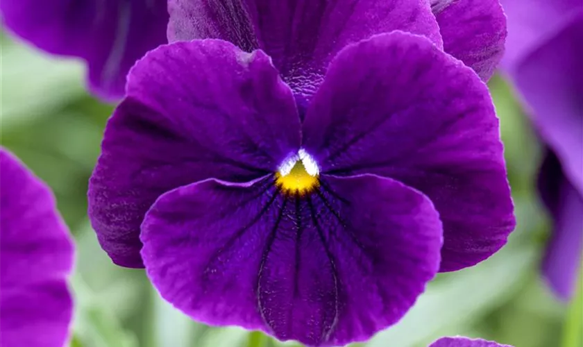 Viola x wittrockiana 'Cool Wave® Purple Improved'