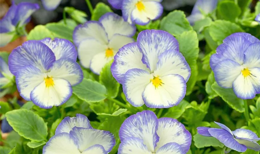 Viola cornuta 'Blue Moon'