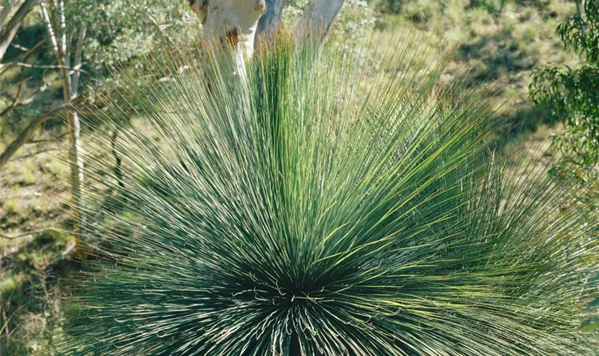 Xanthorrhoea johnsonii